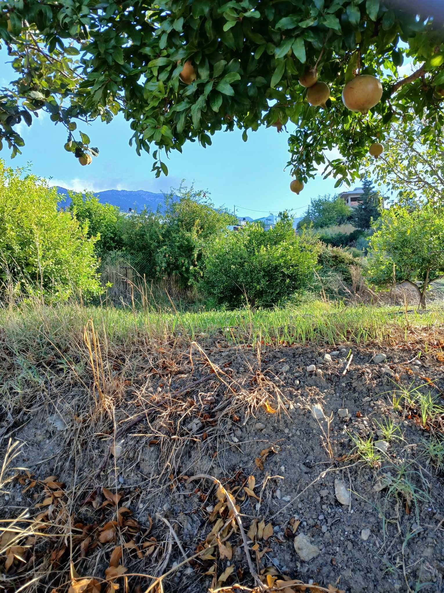 La Maison Bleue garden